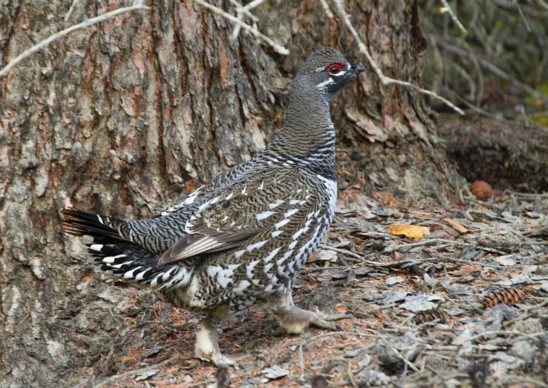 _MG_7528c.jpg - Spruce Grouse (Falcipennis canadensis)